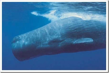 Baleia - à beira da extinção
