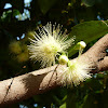 Champoo ( Rose Apple)