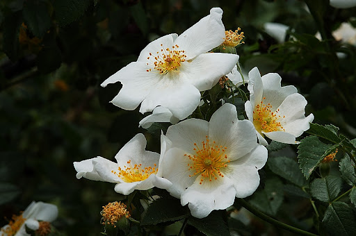 victorian homes_07. bob marley wallpaper lion_08.