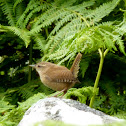 Winter Wren