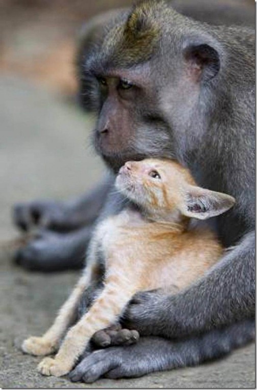 Monkey-and-mouser-600x914
