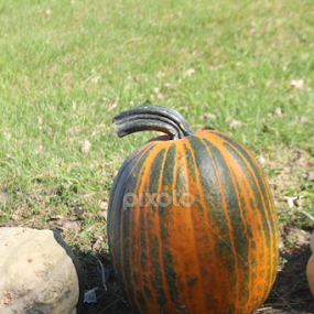 Pumpkin by Linda Poessnecker - Nature Up Close Trees & Bushes