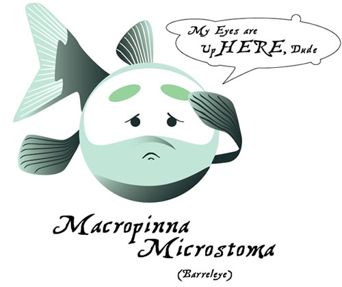 of or eyes , and arrel, Barreled Eyed Fish. of or eyes , and arrel,