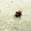 Balkony Bumblebee