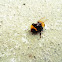 Balkony Bumblebee