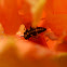 Lunate Ladybird Larvae