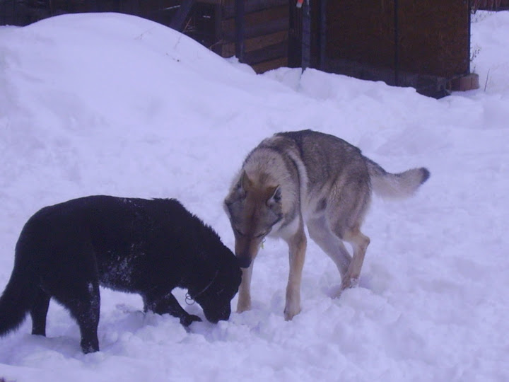 PICT0403.JPG
