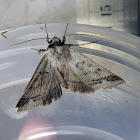 Pantydia Moth