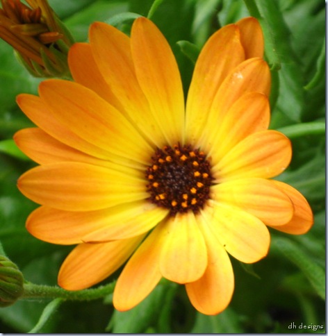 cropped yellow flower