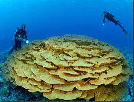 corals01-lobe-coral_17847_600x450