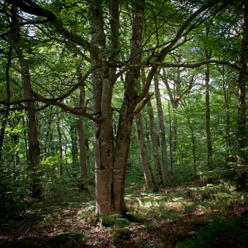 un arbre dans la forêt de Chinon