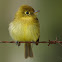 Yellowish Flycatcher. Mosquerito amarillento