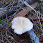 Hedgehog mushroom