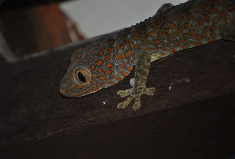 GeckoF
