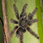 Pinktoe tarantula