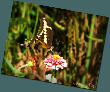 swallowtail on flower wm.jpeg