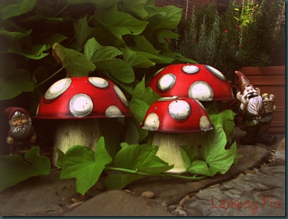mushrooms gnomes 4 wm.jpeg