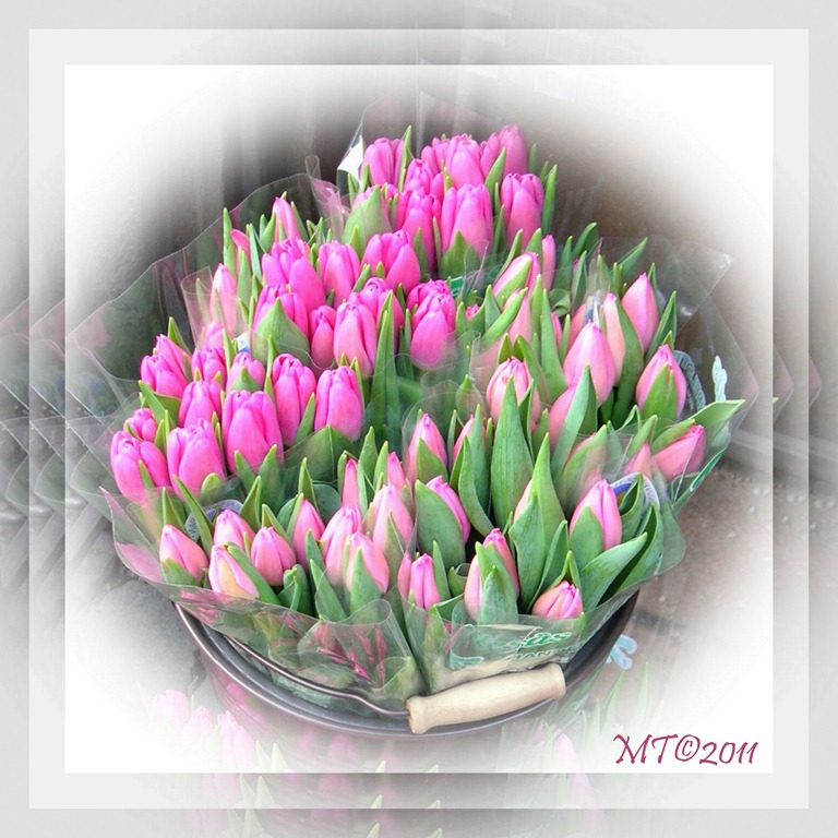 [2011-01-10 tulips PSP collage4-mt[4].jpg]