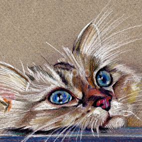 Cat drawing  by Daliana Pacuraru - Drawing All Drawing