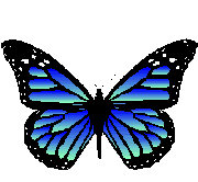papillons-37.png