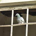 Pombo-comum