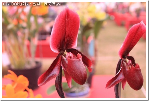 Tainan_orchid03