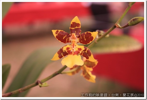 Tainan_orchid14