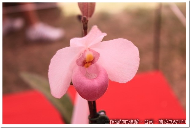 Tainan_orchid07
