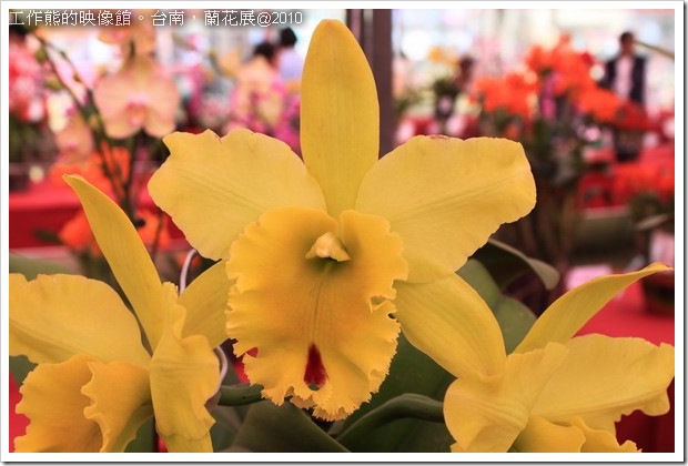 Tainan_orchid23