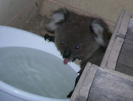 [Australia_koala_hot02[3].jpg]