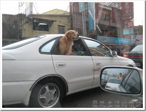 dog_in_car01