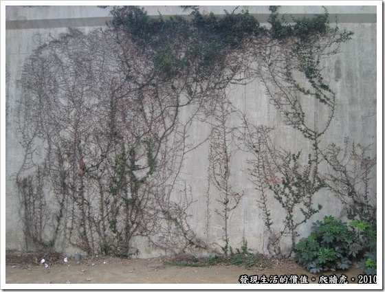 偶爾走過基隆河的河堤，赫見圍牆上已經不知不覺地爬滿了藤蔓，還構成了一幅生動的作品宛如大師的畫作。查詢了一下，發現這種藤蔓叫做「地錦」，俗名又稱「爬牆虎」。