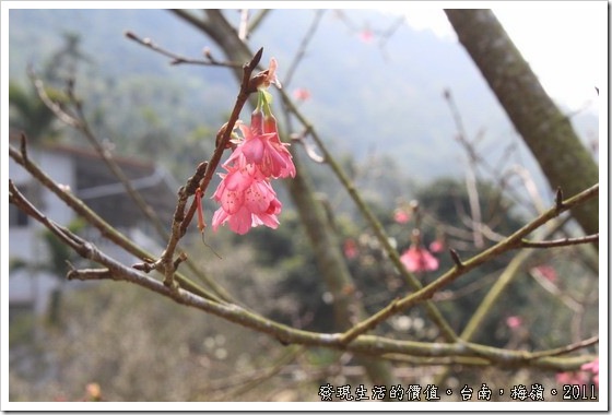 在台南梅嶺，滿山遍野的白色花海裡居然夾雜了一棵紅色的山櫻花