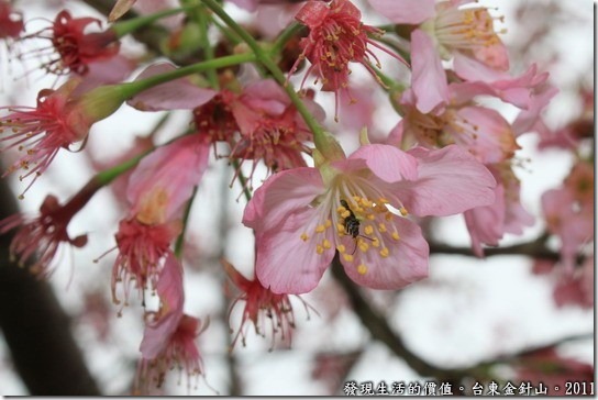 金針山的土地公廟這邊也有櫻花樹喔！這裡種的是野吉櫻，優雅中帶點嬌羞。