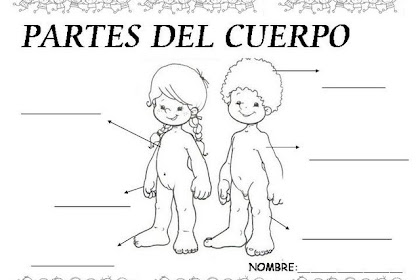 Las Partes Del Cuerpo Humano Para Niños De Primaria