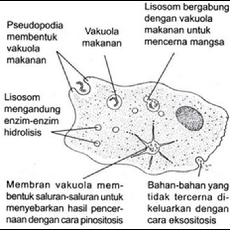 Bagaimanakah Cara Amoeba Sp Menangkap Dan Mencerna