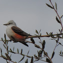 Scissor-tailed Flycatcher