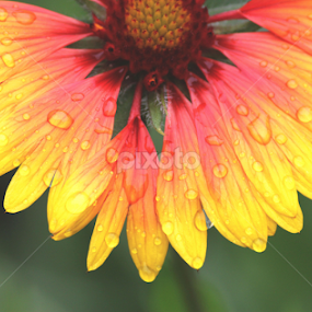 Spring Rain by Ioana Laura - Flowers Flower Gardens