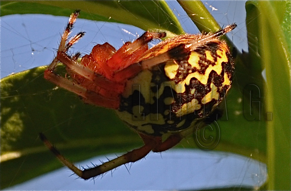 Marbled Orb Weaver spider