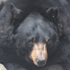 American Black Bear