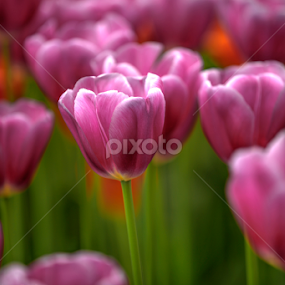 pink velvet tulips by Marjorie Speiser - Flowers Flower Gardens