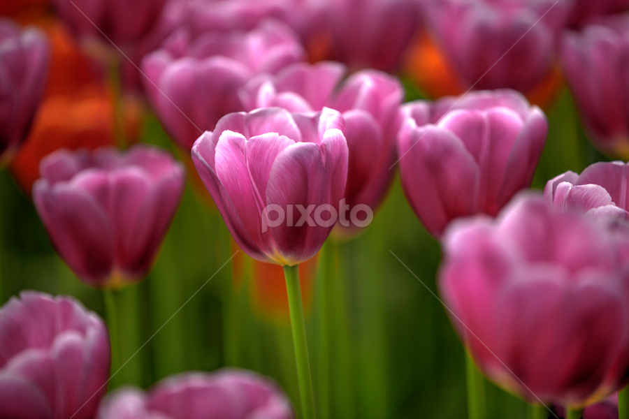 pink velvet tulips by Marjorie Speiser - Flowers Flower Gardens