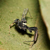 Portia Jumping Spider (Male)