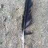 Raven feather