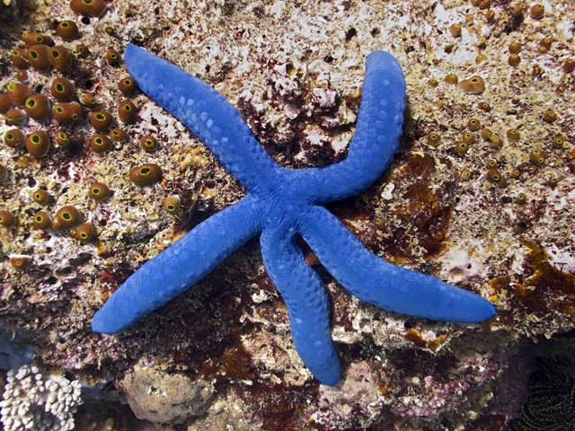 [Blue Star Fish[3].jpg]