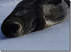 HM Curios Seal