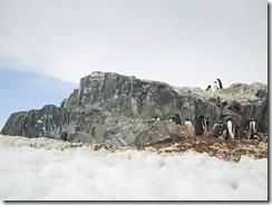 Gentoo Nation