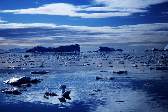[Blue Sea Of Icebergs[4].jpg]