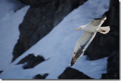 Antarctic Gull Nicholas Bay