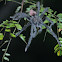 Peruvian Flame Rump Tree Spider